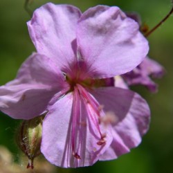 Lohfelden geranium cranesbill